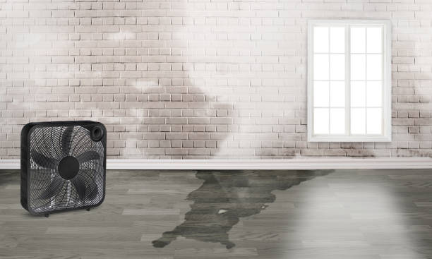 Best Water damage cleanup near me  in Clive, IA